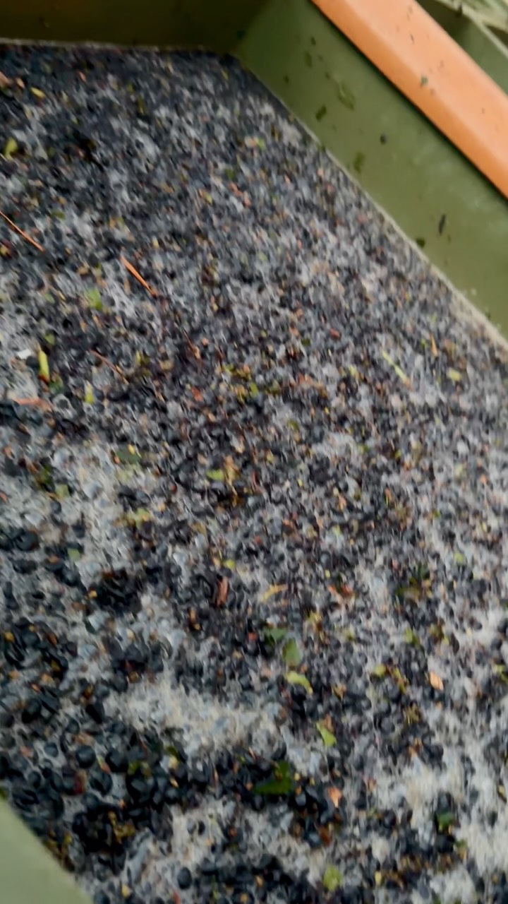 Die Weinlese 2026 hat bei uns begonnen 😍